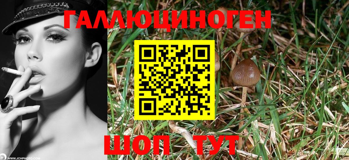 Галлюциногенные грибы Psilocybe Мичуринск